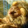 Pablo 🦁