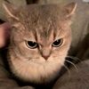pawdevue2