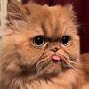 pawsofwinterfell