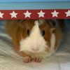 Peanut