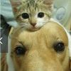 petsaid