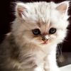 PetsCap