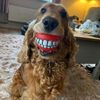 Petscomedy