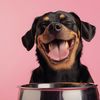 PetSipp