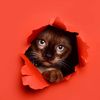 Petstudio fotografía