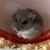 ちさ🔴🦊おやすみ中です