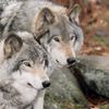 White Wolf