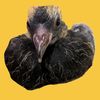 Sammy's Haven Pigeon Rescue