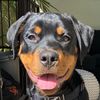 Pluto the Rottie