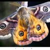 poly.moth