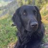 Flat Coated Retriever