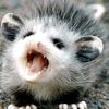 possum