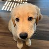 Powder The Golden