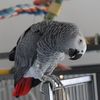 pterrypets