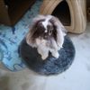 Pudding_2012