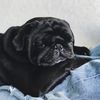pug_bart