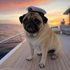 Pug.com