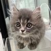 猫3匹兄弟🐈ぷに🐈ぽむ🐈ぴぴ🐈