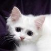 Cat’s Tale