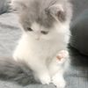 qphpwpp