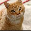 randomcatstuff3202