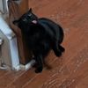 Rascal_Catts