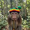 rastamonkey