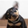reactivedoglife