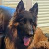 Rexipets