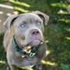 Riothebully