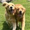 Roganandruby