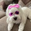 PRINCESS ROXY