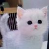 アニメーション