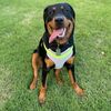 rubyrottie