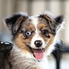 RuffBehavior