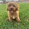 Rusty_The_Cavapoo