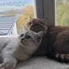 Simba & Sam