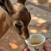 ناصر ابن جروه