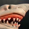 SidonBruce🦈
