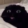 sillykittystuff