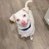 Simpledogtips