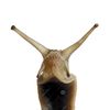 snail