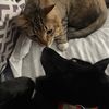Lyra and Pan (and Mads)