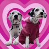 Arson & Blaze The Dalmatians🐾