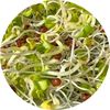 Sprouting
