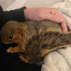 Squirrel School animal rescue