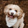 surithecavapoo