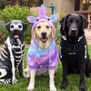 Keona & Cooper | Labs