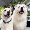 Tails of Winter & Bolt