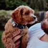 Teddy the Cavapoo